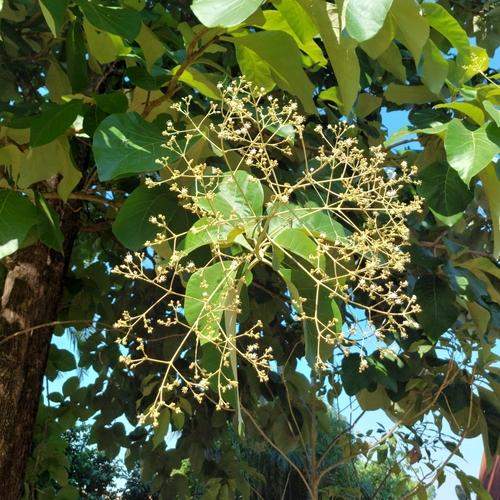 Teak