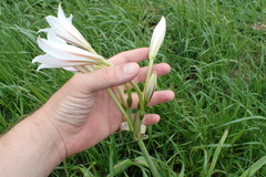 Crinum bulbispermum