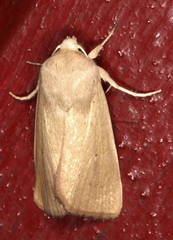 Leucania abdominalis