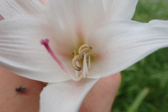 Crinum bulbispermum