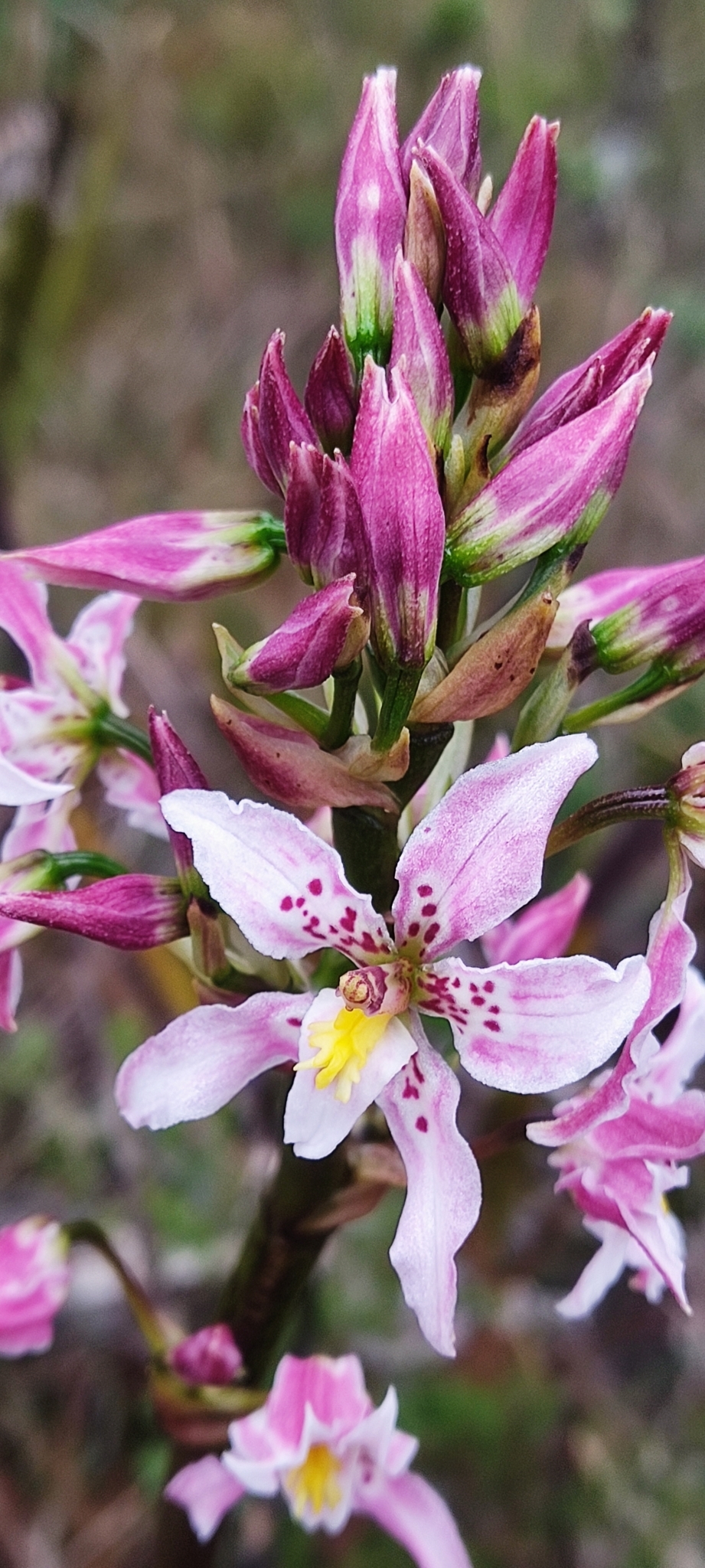 Cyrtochilum amphiglottii (Rchb.f.) Dalström
