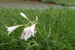 Crinum bulbispermum