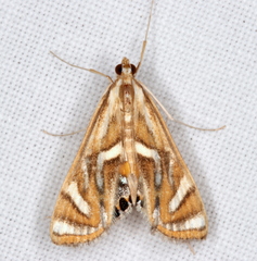Margarosticha euprepialis