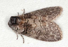 Discophlebia celaena