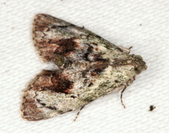 Enchesphora recurvalis