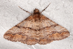 Gastrinodes bitaeniaria