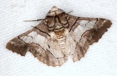 Hypobapta diffundens