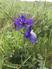 Delphinium parryi
