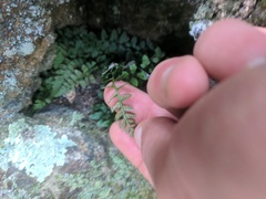 Asplenium bradleyi