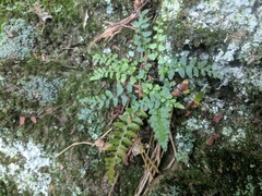 Asplenium bradleyi