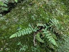 Asplenium bradleyi
