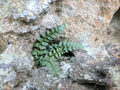 Asplenium bradleyi