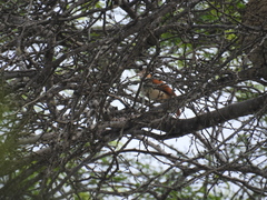 Furnarius leucopus cinnamomeus