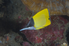 Forcipiger flavissimus