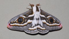 Heniocha apollonia
