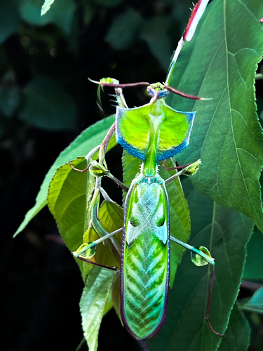 Giant Devil's Flower Mantis