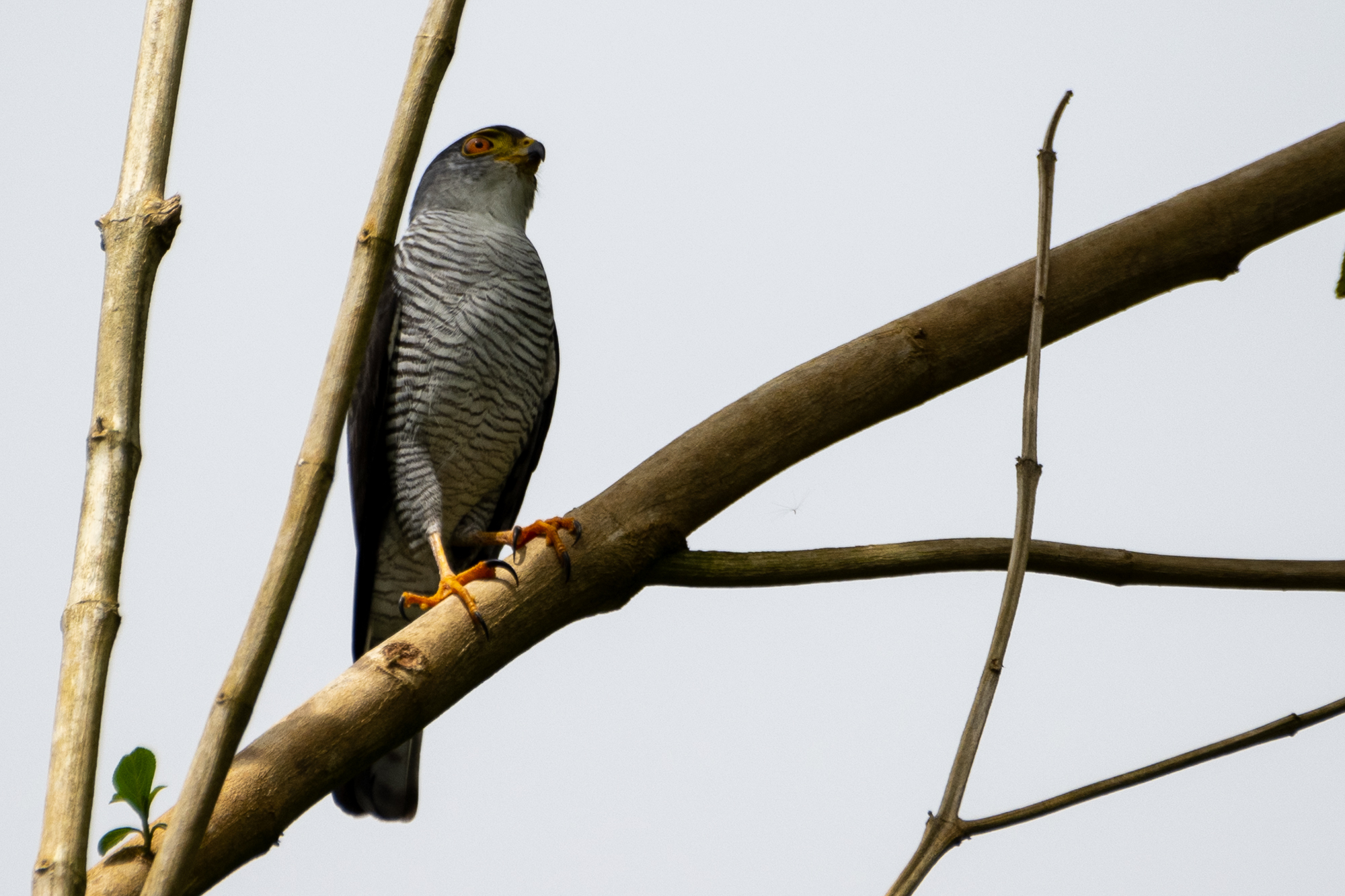 Tiny Hawk (Microspizias superciliosus)