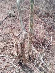 Burseraceae