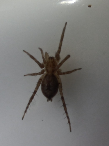 Buzzing Spider photo 5