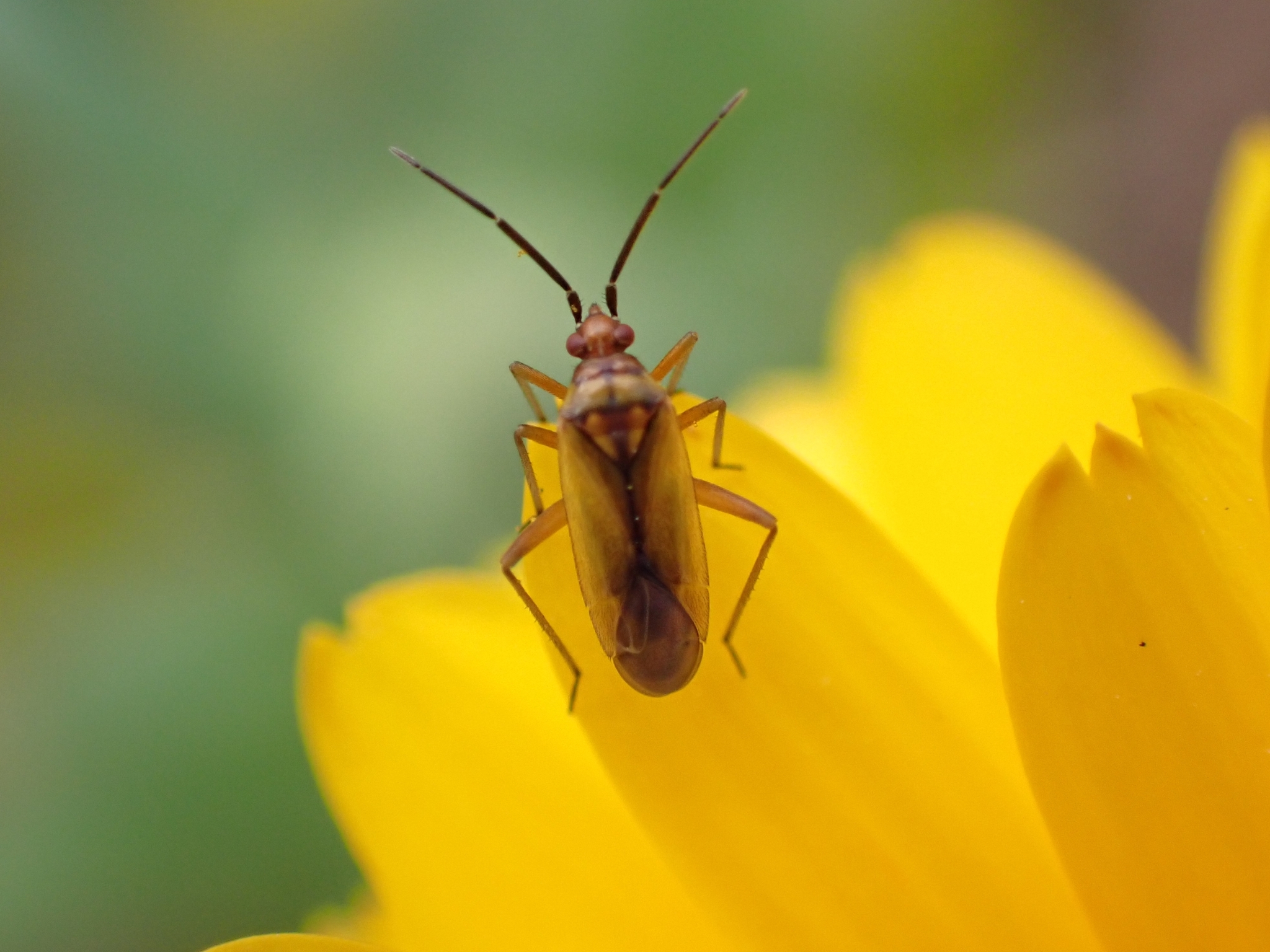 Macrotylus nigricornis