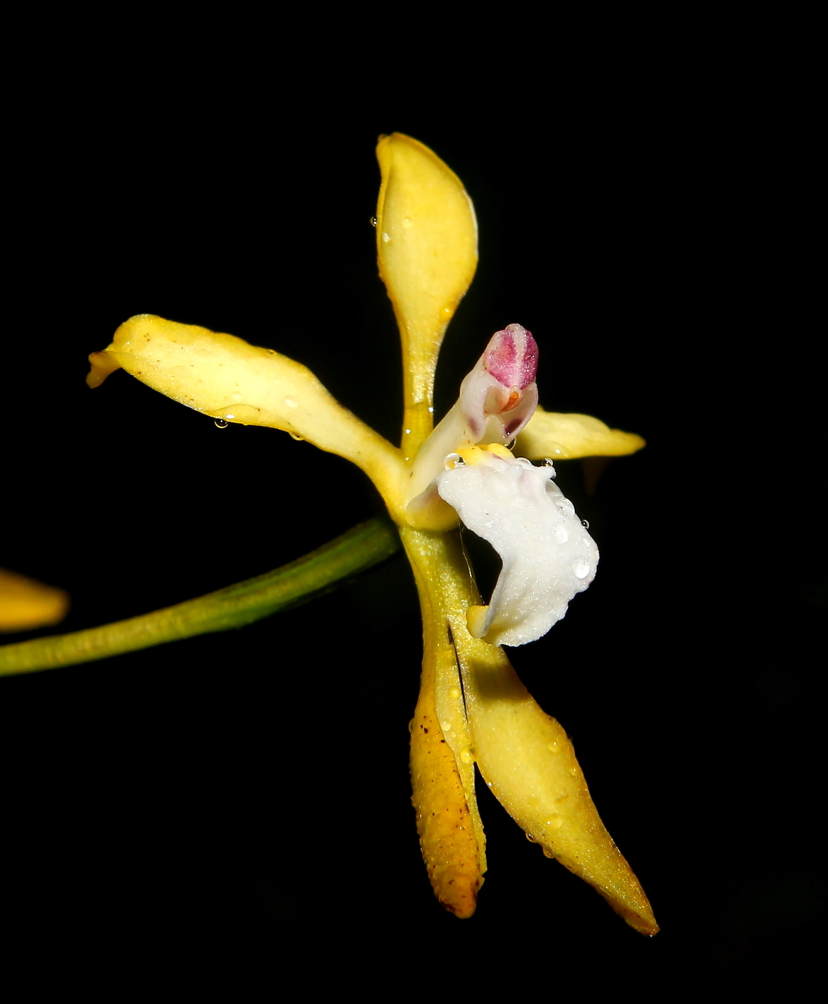 Cyrtochilum albovirens N.Gut. & P.A.Harding