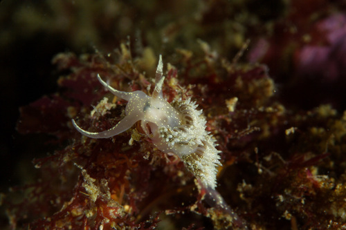 Facelina annulicornis