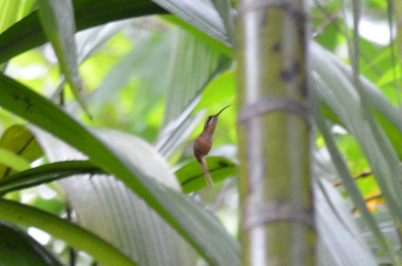 Stripe-throated Hermit (Phaethornis striigularis)