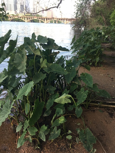 Colocasia esculenta iNat (1)