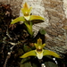 Maxillaria sessilis - Photo (c) ngutierrezmorales, algunos derechos reservados (CC BY-NC)