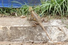 Agama agama