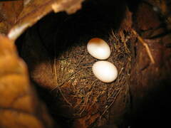 Bornean Wren-Babbler photo 3