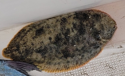 Oriental sole (Brachirus orientalis) — Soleidae — 3