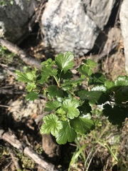 Ribes speciosum