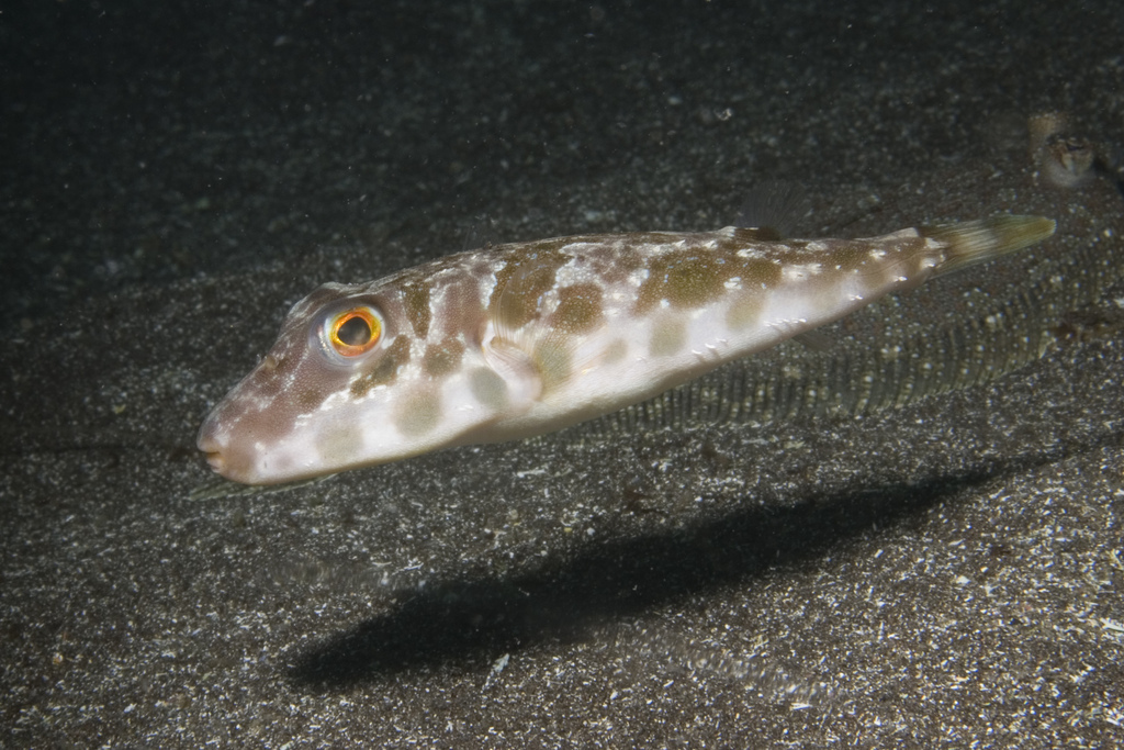 Photo of Guinean puffer (Sphoeroides marmoratus)
