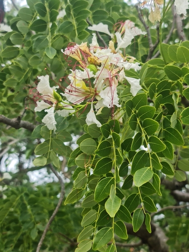 Foto de Flamboyant-branco