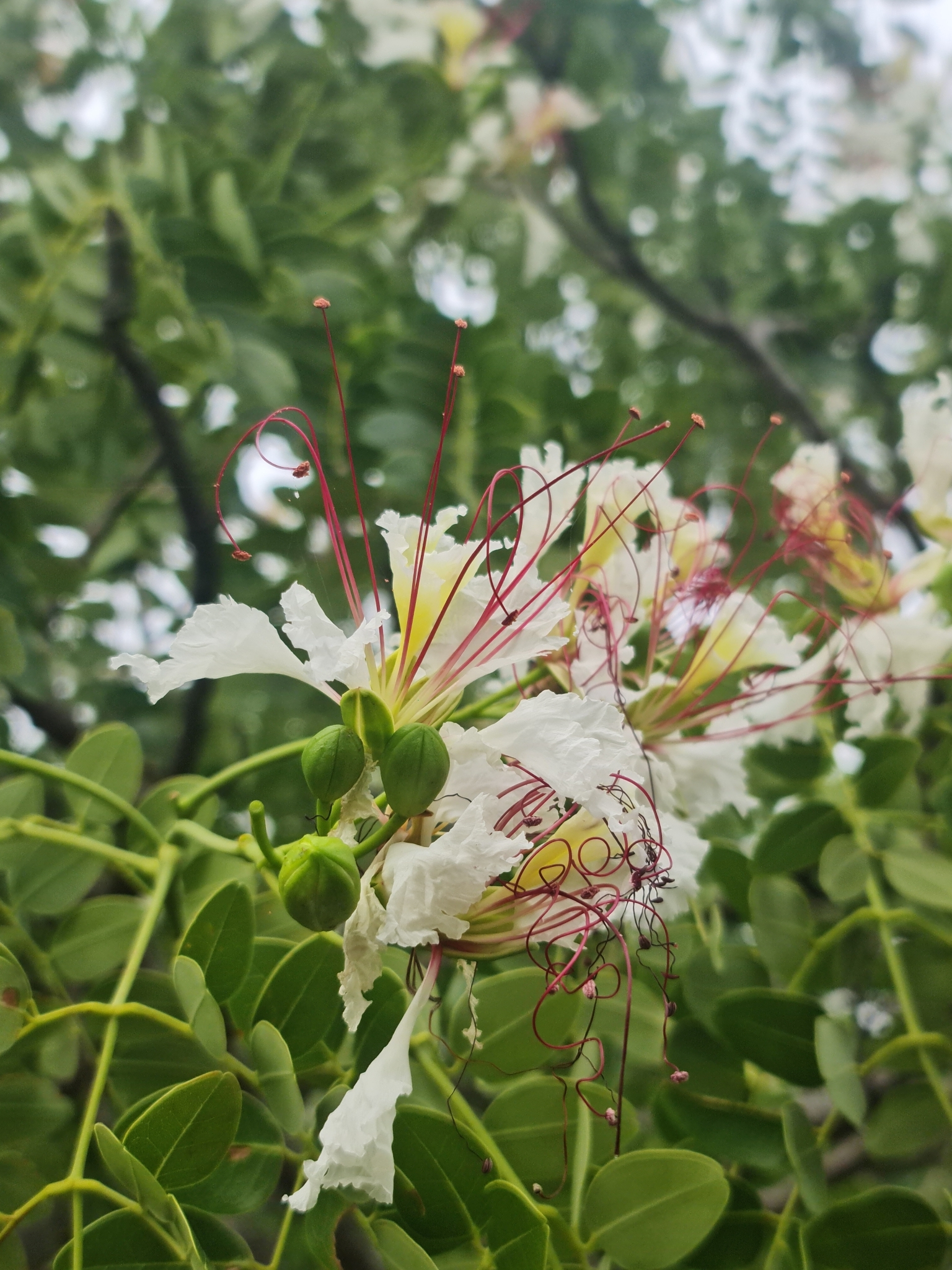 Imagem de Flamboyant-branco