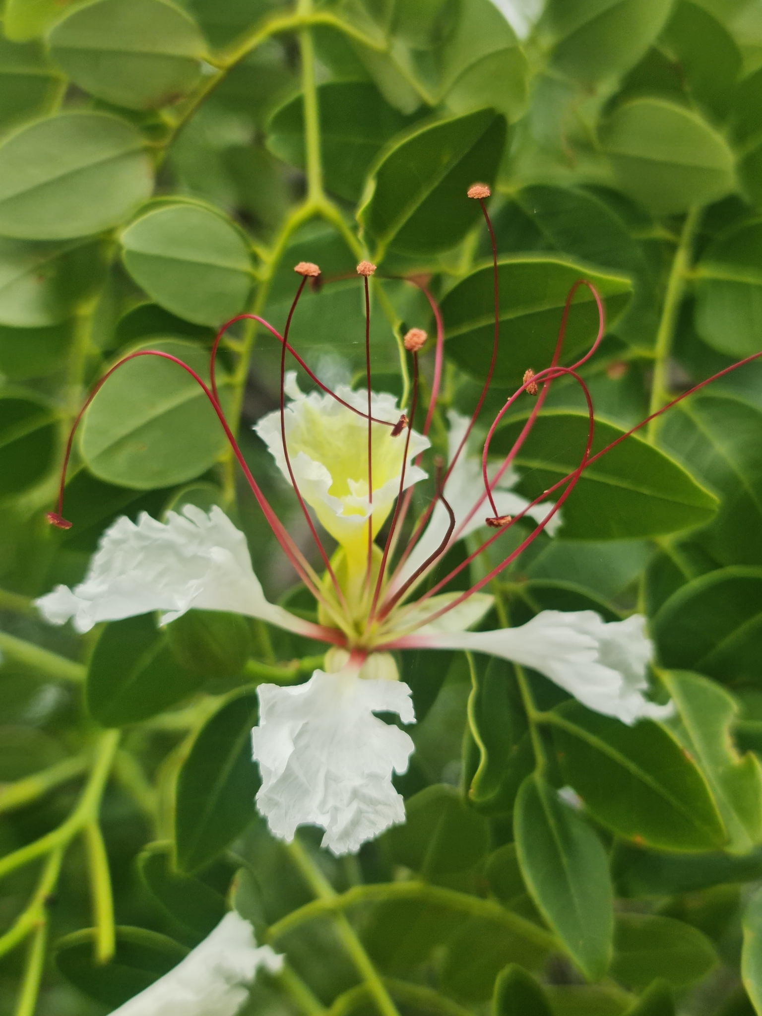 Imagem de Flamboyant-branco