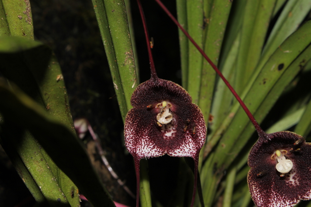 Dracula vinacea Luer & R.Escobar 2