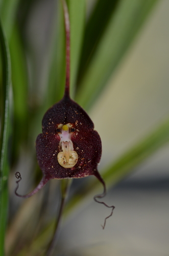 Dracula benedictii (Rchb.f.) Luer 4
