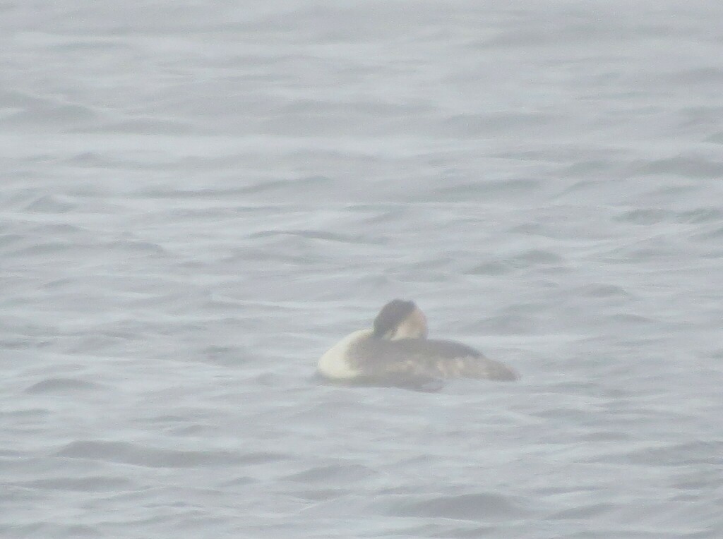 Great Crested Grebe from Нижний Тагил, Свердловская обл., Россия on ...
