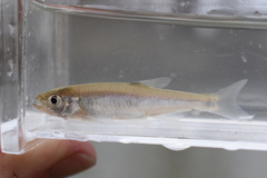 Lythrurus umbratilis