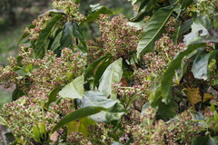 Aucuba japonica