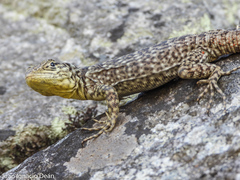 Spiny Whorltail Iguana photo 3