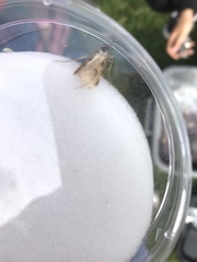 Lepidoptera