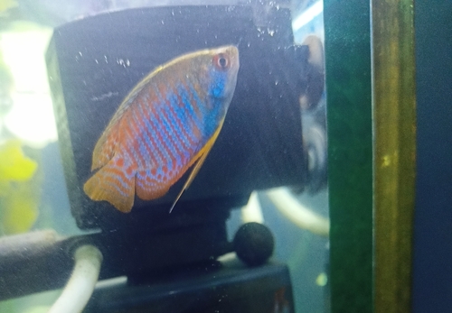 Banded gourami (Trichogaster fasciata) — Osphronemidae