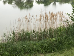 Phragmites australis