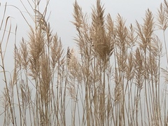 Phragmites australis