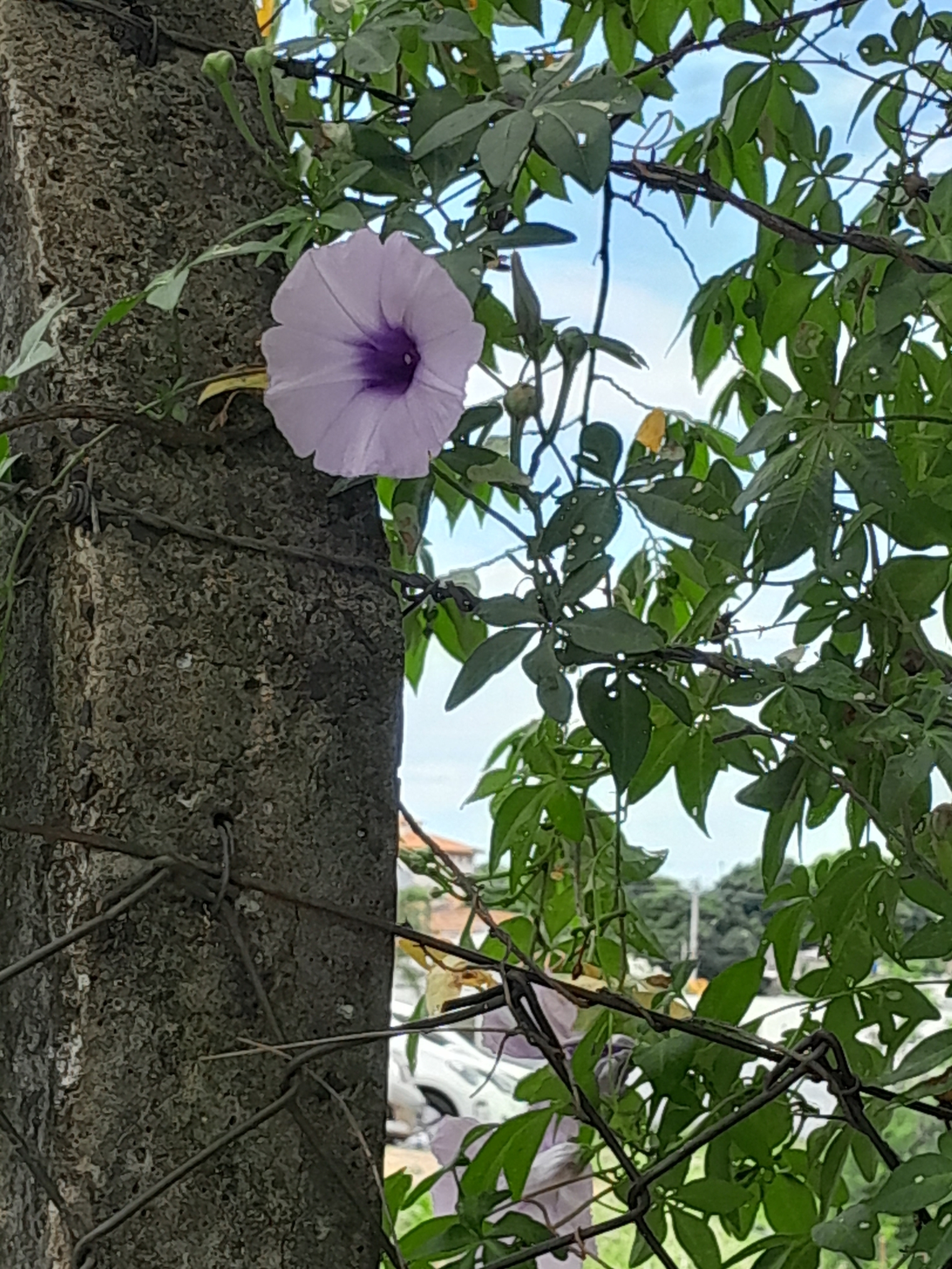 Ipomoea cairica