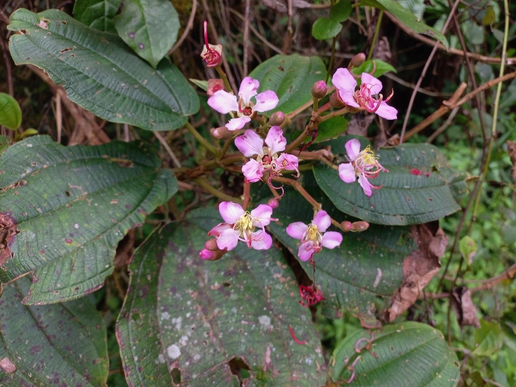Dichaetanthera cordifolia