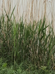 Phragmites australis